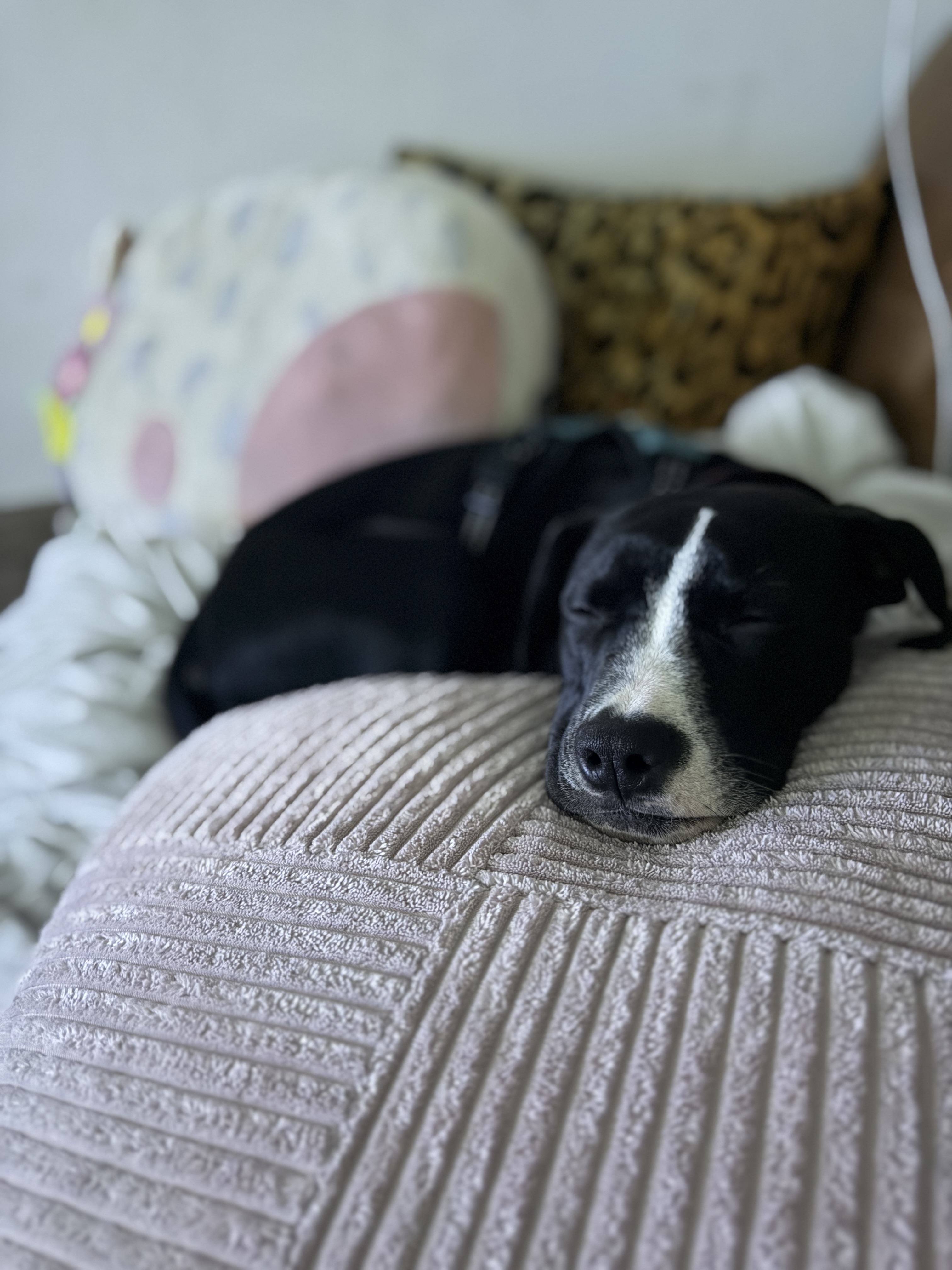 Poppy relaxing on the bed