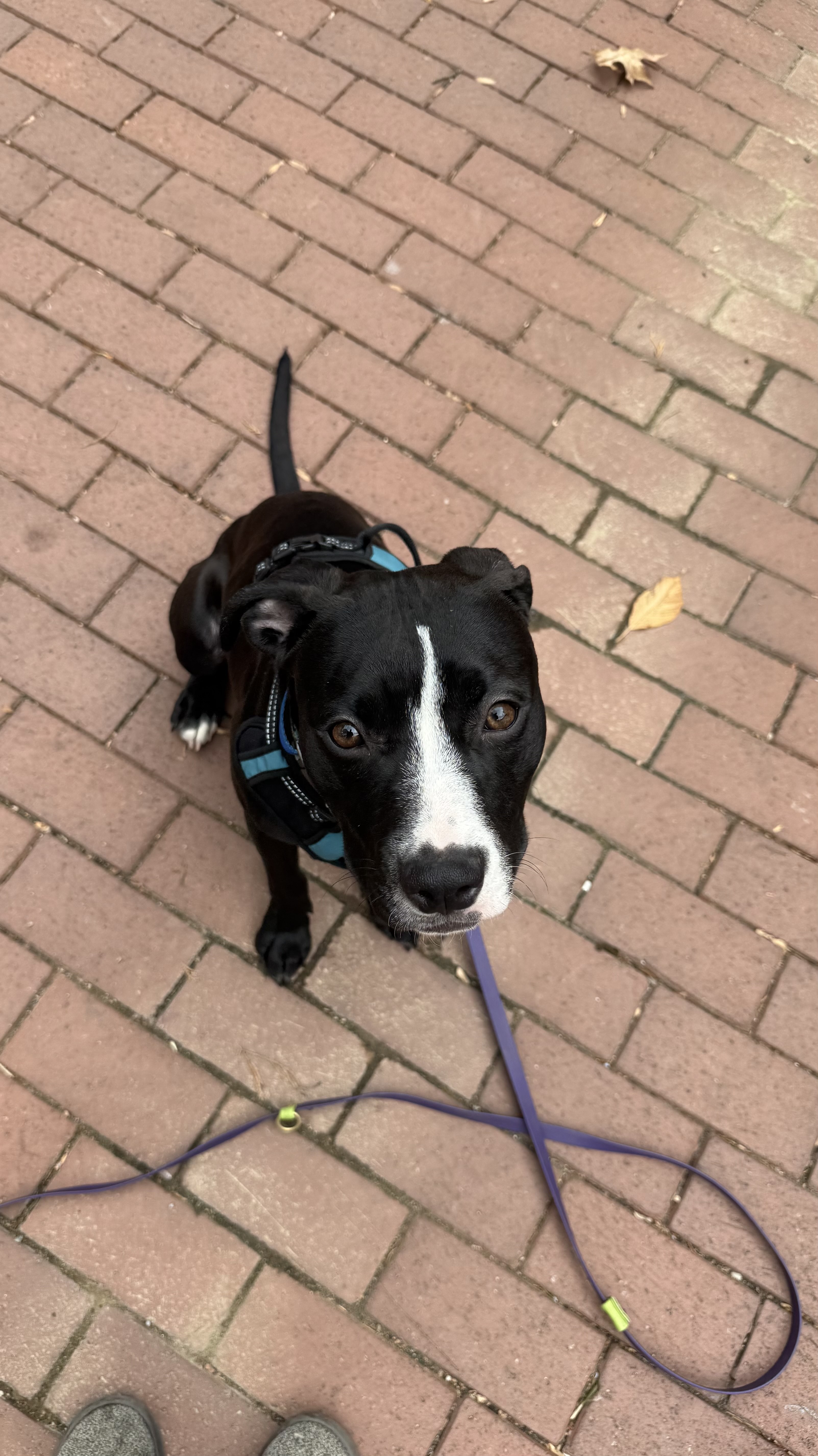 Poppy sleeping peacefully