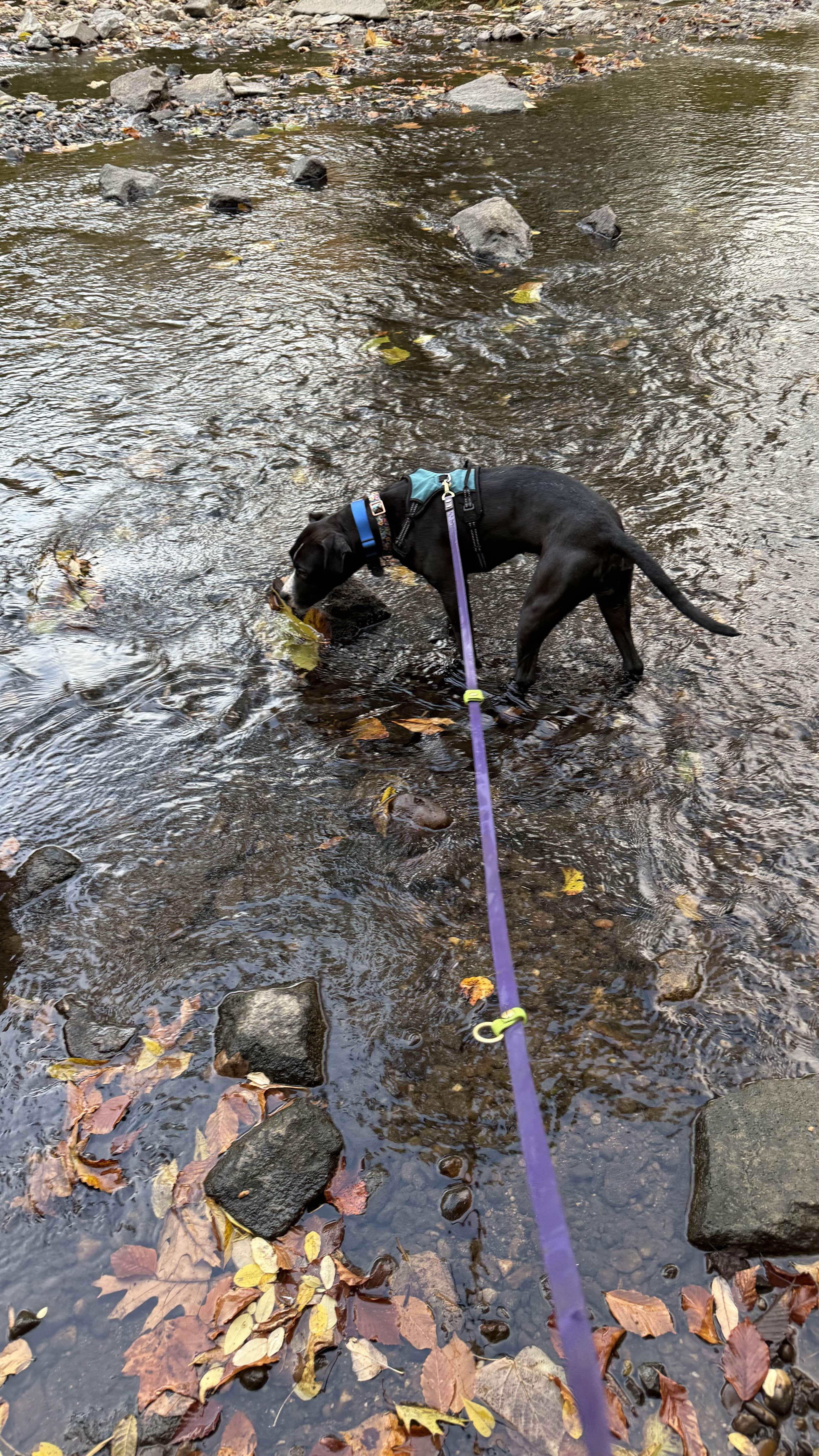 Poppy ready for a walk
