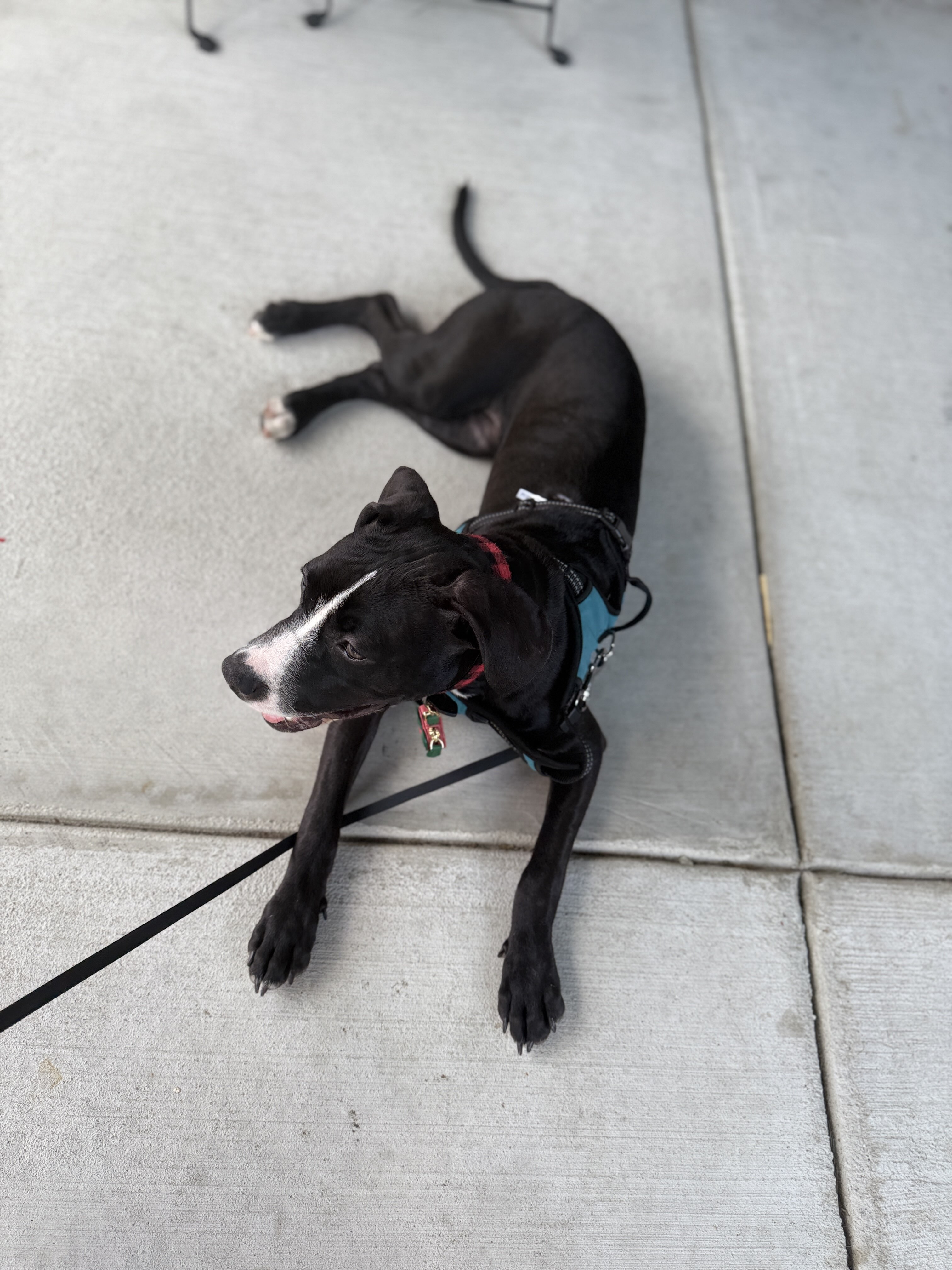 Poppy on a city walk