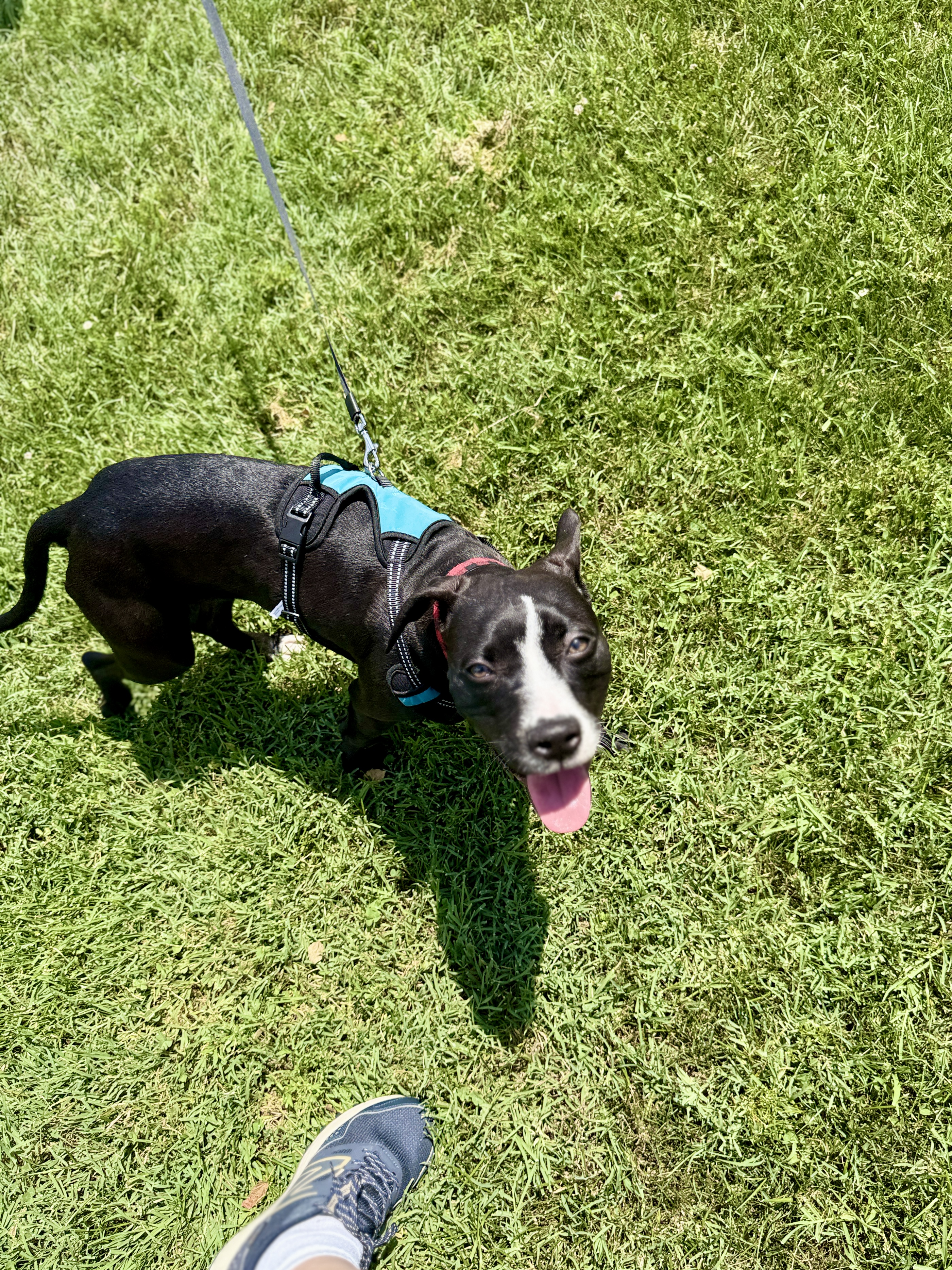 Poppy enjoying the outdoors